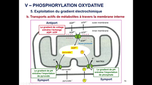 Mitochondrie 2023 Cours 2+3