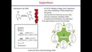 Cellules souches 2 et3 2026