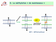 2-CMepigen_methylationADN