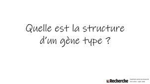 Quelle est la structure d'un gène type ?