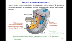 8eHeure-L1SpS-Derives des feuillets