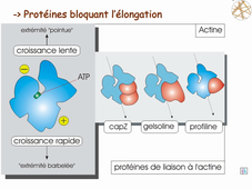 N°5 Dynamiques/Régulations Cellulaires et tissulaires L3S5 CM5 Schmit