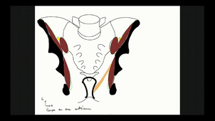 DFGSM2 - A6 - AN1/AN2 - Parois osseuses et musculaires du PB
