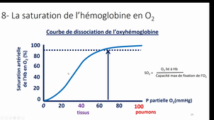 L1SpS-UE1 equilibres acidobasiques in vivo-2