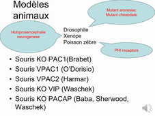 NCI- cours LELIEVRE neuropeptide derniere partie