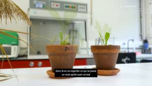 137_UNISTRA_PLANTES_PURIN_202510_Diff.mp4