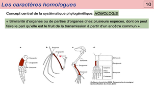 Module 20 - Systematique 1b - Homologie.mp4