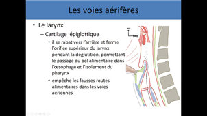 Anatomie des voies respiratoires