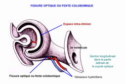 5. Le développement des structures oculaires-ORTHOPTIE