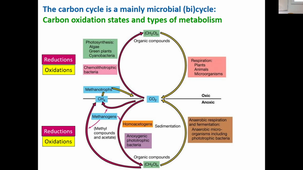 MMD2 - The microbial carbon cycle