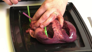 SVT 05 Dissection : Intégration des fonctions de nutrition - la circulation sanguine, la dissection du cœur de porc, 2nd degré