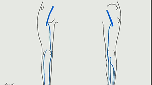 jambe 2 - cheville et pied - vx et nerfs superficiels du membre inférieur