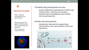 UE5 - Endocytose Exocytose