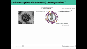 CM2 Virus 04/01 partie 1