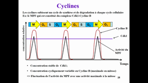 UE3 cycle cellulaire 2 + Mitose