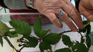 Régimes Alimentaires - Séquence 2