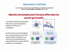 Cours Immunité Adaptative 2025-Fin