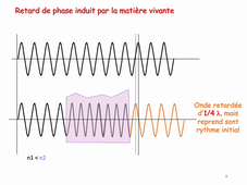 Microscopie et Régulations Cellulaires Cours N°3 Schmit