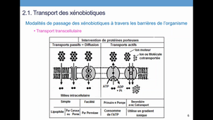 TCM_2_Transport et métabolisme des xénobiotiques (1).mkv