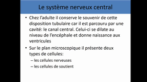 UE4 anatomie générale du système nerveux