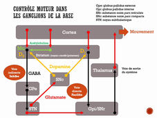 Médicaments Parkinson Partie 1