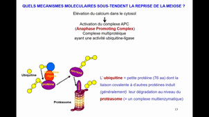 FECONDATION L1SPS UE4 2eme Partie Dr TELETIN