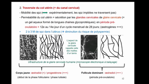 Fecondation 1ere partie