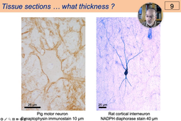 01 - Basic Histological Technique - Introduction.mp4