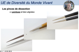 DMV 4 - Trousse de Dissection.mp4