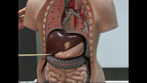 SVT 10 Dissection : Intégration des fonctions de nutrition - la dissection de l'appareil digestif du lapin pour comprendre l'appareil digestif de l'homme, 1er degré, version élève