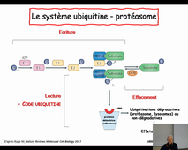 Dégradation programmée des protéines (Dr. PJ Rogue)