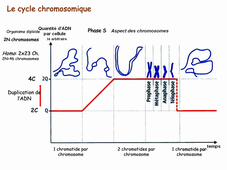 1sur5 MRC cycle cellulaire Schmit