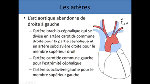 Appareil respiratoire (2) et appareil circulatoire