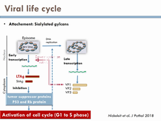 Cours Polyomavirus_DFGSM3