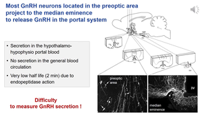 HPG axis 1a_NeuroEndocrinology HPG axis_GnRH neurons