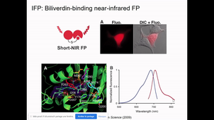 Fluorescent probes - part 3 - genetic tags