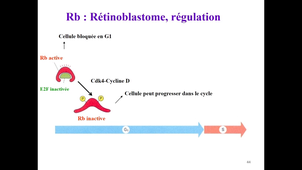 Cycle cellulaire2