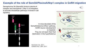 HPG axis 2a_NeuroEndocrinology HPG axis_Development & Puberty_enregistré slides 1-13_6 Nov.mp4