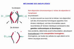 4. Anomalies de nombre des chromosomes ORTHOPTIE