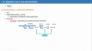 La digestion intestinale (Partie 4)