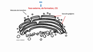 L1 BBC_Appareil de Golgi