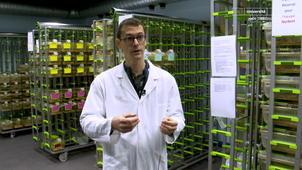 UNISTRA_Institut-souris.mp4