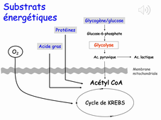 Mécanismes physiologiques d'adaptation à l'exercice physique