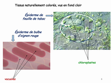 Microscopie et Régulations Cellulaires Cours N°5 Schmit