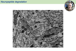 04 - Neuropeptides vs Neurotransmitters.mp4