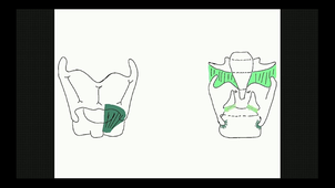 UE1 AN7/AN8 - médiastin postérieur - Larynx