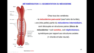 6eHeure-LS1-Neurulation