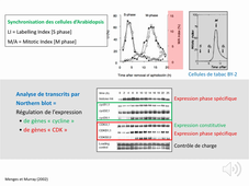 cours APBC_modèle Arabidopsis