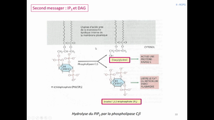 communication cellulaire2 (Beau-Faller)