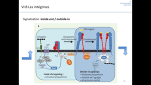 Communication cellulaire 4